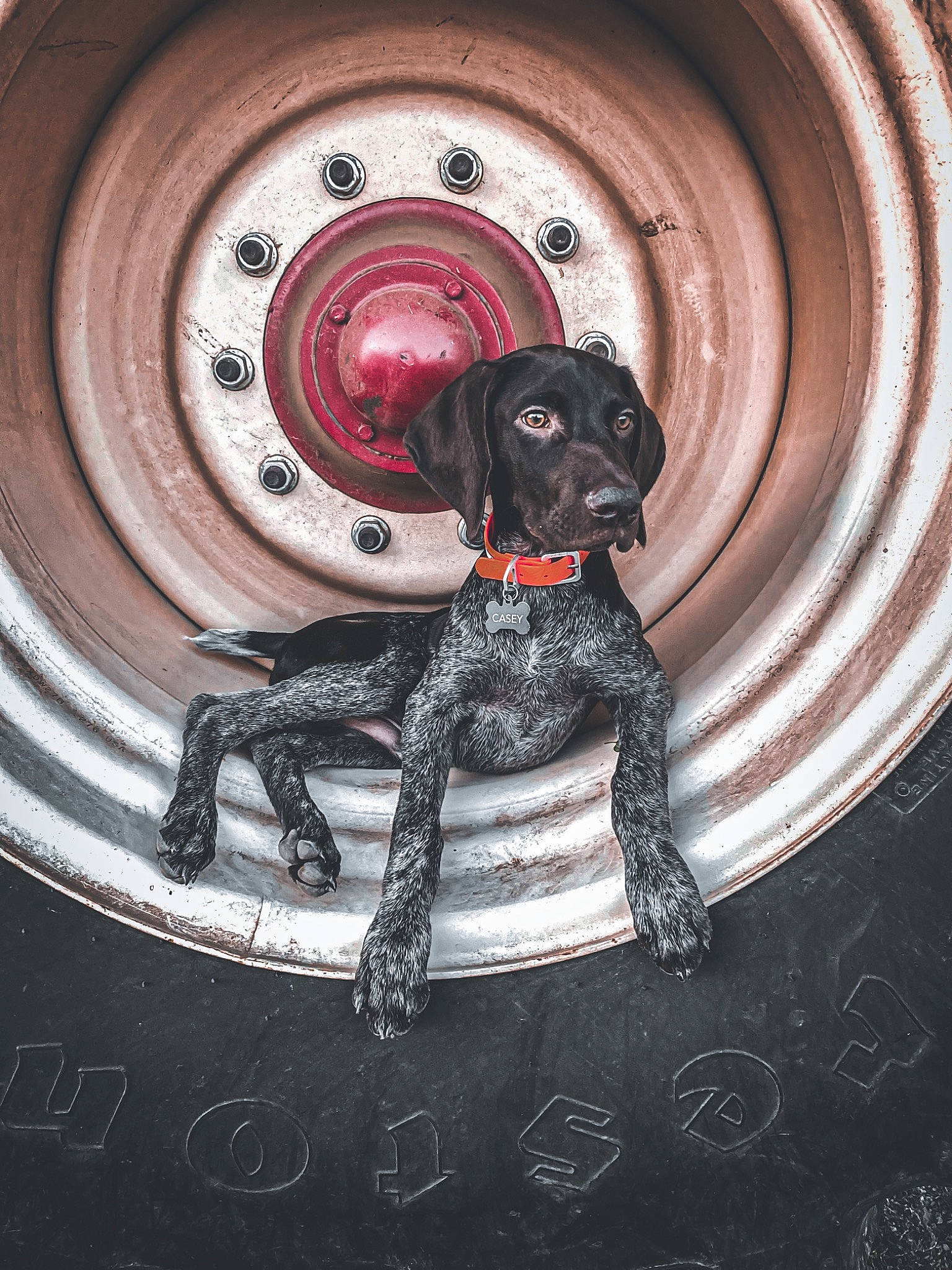 Casey joined the competition — help win amazing prizes! art, automotive_tire, automotive_wheel_system, camera_lens, carnivore, circle, dog, dog_breed, door, flash_photography, font, metal, pattern, rim, snout, stairs, tire_care, wheel, wood, working_animal