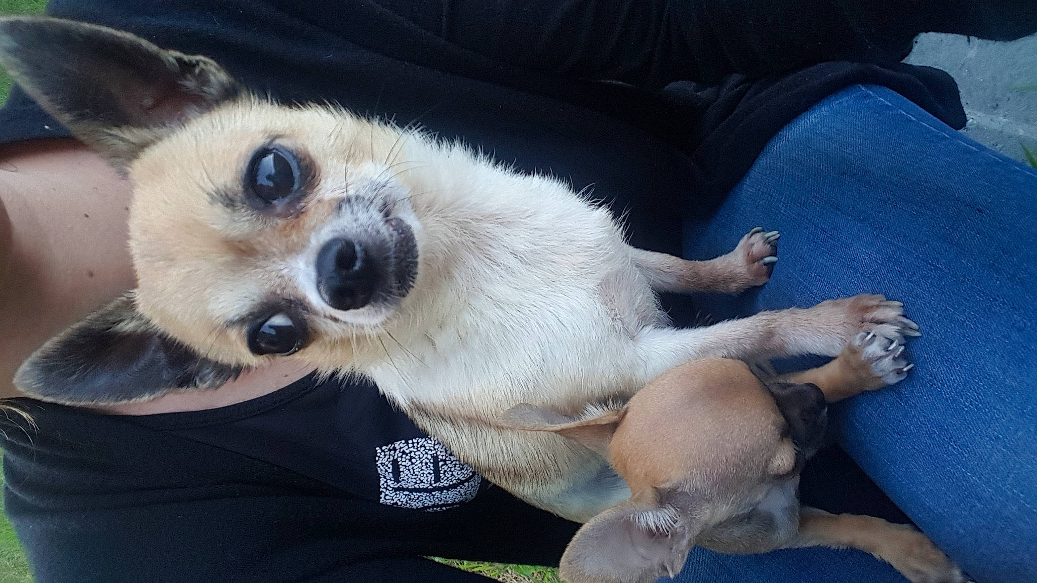 Ethan participe au concours pour gagner de l'argent avec cette photo : aspin, canidae, carnivore, chihuahua, companion_dog, corgi_chihuahua, dog, dog_breed, fawn, lurcher, mammal, nose, paw, puppy, puppy_love, snout, sporting_group, street_dog, vertebrate