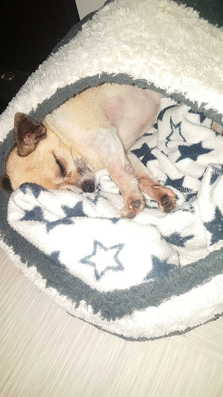 Ethan participe au concours pour gagner de l'argent avec cette photo : canidae, carnivore, cat, chihuahua, dog, dog_breed, fawn, fox_terrier, french_bulldog, nap, non_sporting_group, puppy, sleep, toy_dog