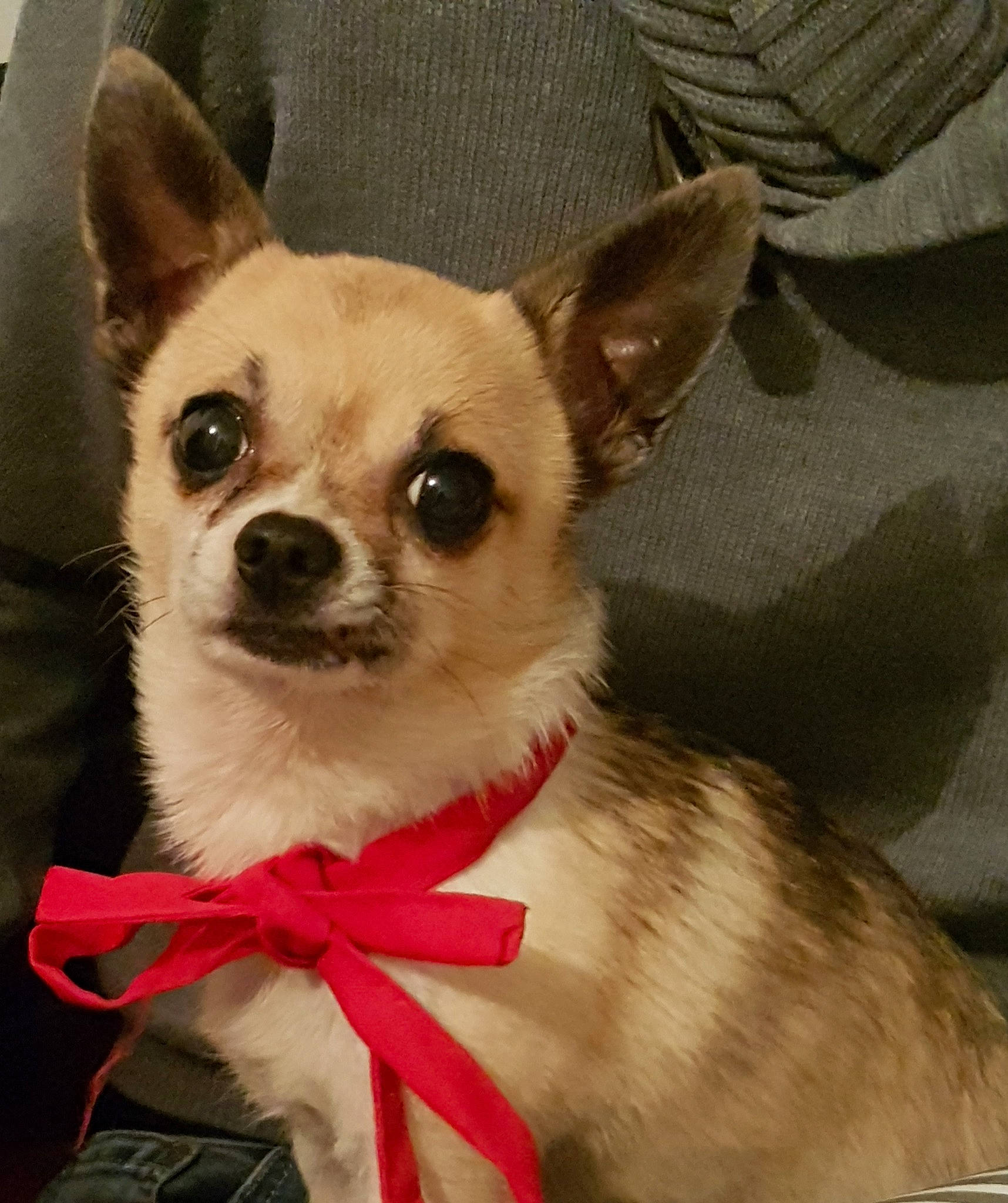 Ethan participe au concours pour gagner de l'argent avec cette photo : ancient_dog_breeds, canidae, carnivore, chihuahua, collar, companion_dog, corgi_chihuahua, dog, dog_breed, dog_clothes, dog_collar, ear, fawn, mammal, puppy, snout, toy_dog, vertebrate, whiskers