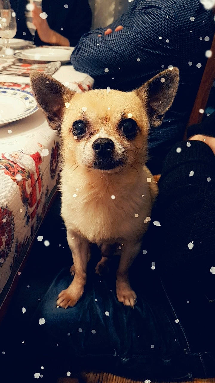 Ethan a rejoint le concours — aidez-le/la à gagner de superbes lots ! canidae, carnivore, chihuahua, companion_dog, dog, dog_breed, ear, eye, fawn, head, mammal, nose, puppy, puppy_love, skin, sky, snapshot, snout, toy_dog, whiskers