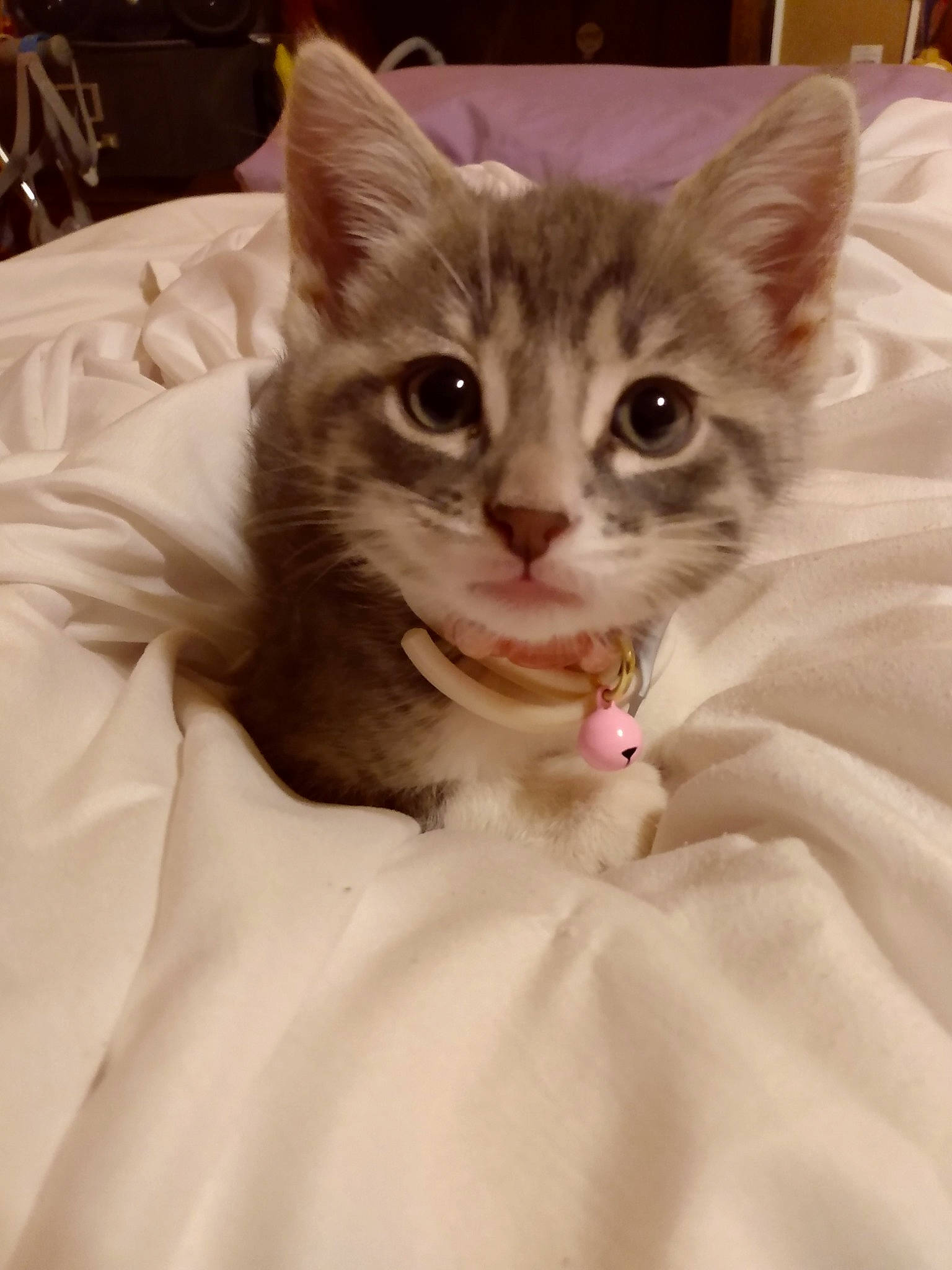 Coonie joined the competition — help win amazing prizes! bed, box, carnivore, cat, claw, comfort, domestic_short_haired_cat, ear, eye, fawn, felidae, fur, iris, paw, sitting, sleeve, small_to_medium_sized_cats, snout, tail, whiskers