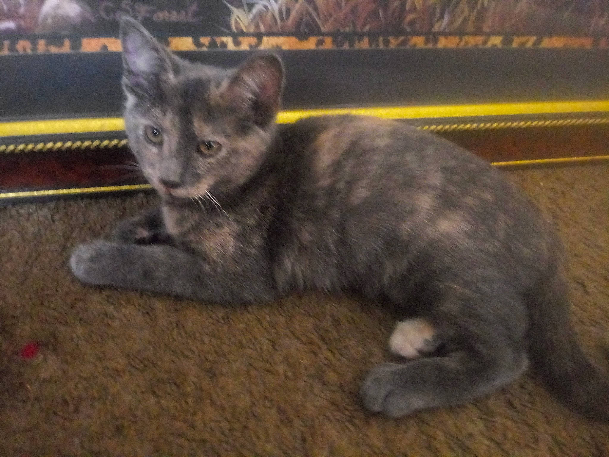 Fluffy joined the competition — help win amazing prizes! carnivore, cat, cat_toy, claw, domestic_short_haired_cat, eye, felidae, fur, grey, paw, russian_blue, small_to_medium_sized_cats, snout, tail, terrestrial_animal, whiskers