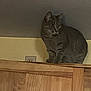 cat, tabby, wooden_cabinet, indoor, furniture, pet, animal, curious, perched, wall, brown, gray, ears, whiskers, eyes, floor, household, domestic, quiet, still