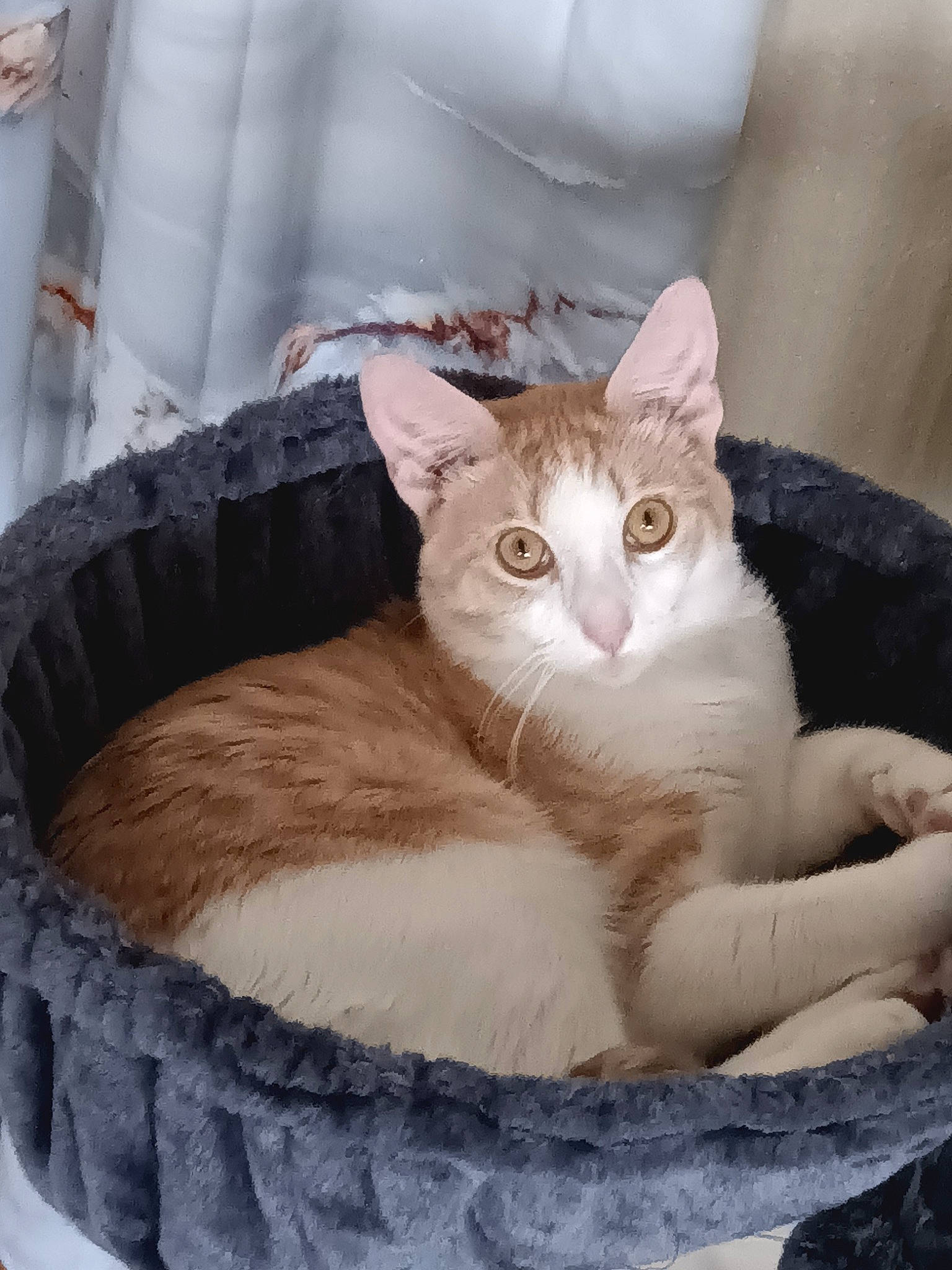 Quincy is registered to the contest to win money with this photo: basket, carnivore, cat, cat_bed, cat_furniture, cat_supply, collar, comfort, domestic_short_haired_cat, fawn, felidae, fur, paw, pet_supply, sitting, small_to_medium_sized_cats, snout, tail, whiskers, window