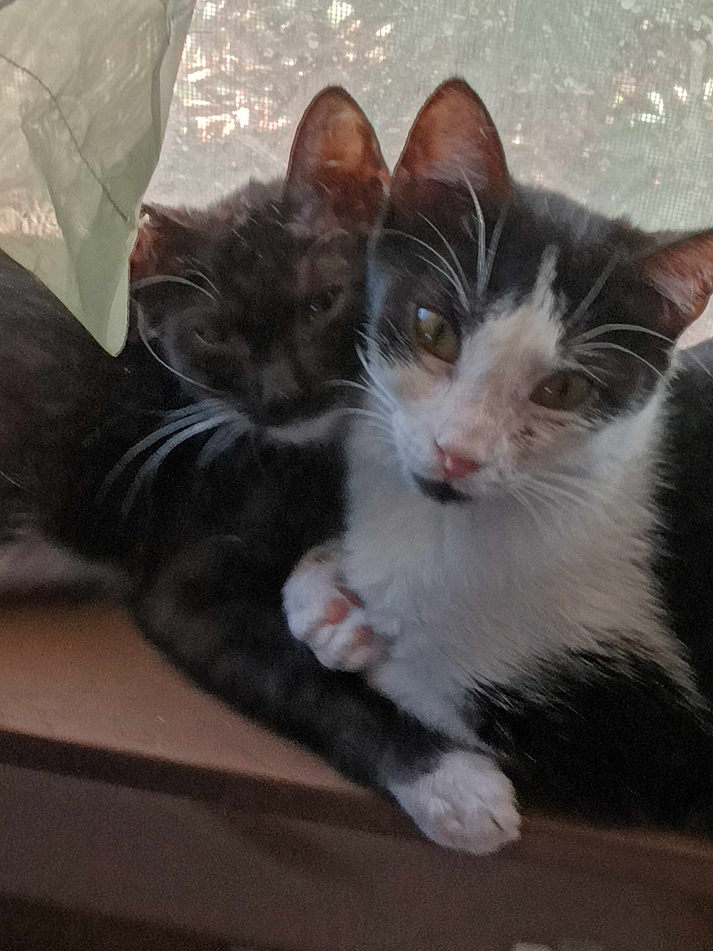 Baby Girl And Miki is registered to the contest to win money with this photo: cat, kitten, black_and_white, snuggling, close_up, windowsill, pets, animal, feline, cute, whiskers, ears, fur, indoor, resting, cozy, soft_light, portrait, two_cats, companions