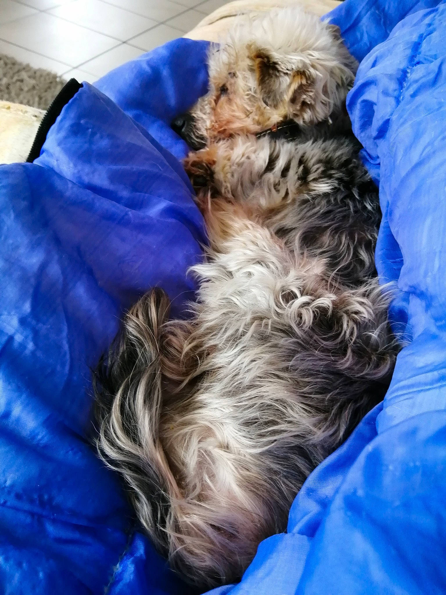 Whisky a rejoint le concours — aidez-le/la à gagner de superbes lots ! australian_silky_terrier, bolonka, cairn_terrier, canidae, carnivore, cavachon, cavapoo, cockapoo, companion_dog, dog, dog_breed, morkie, nap, puppy, schnoodle, sleep, sporting_group, terrier, toy_dog, yorkshire_terrier