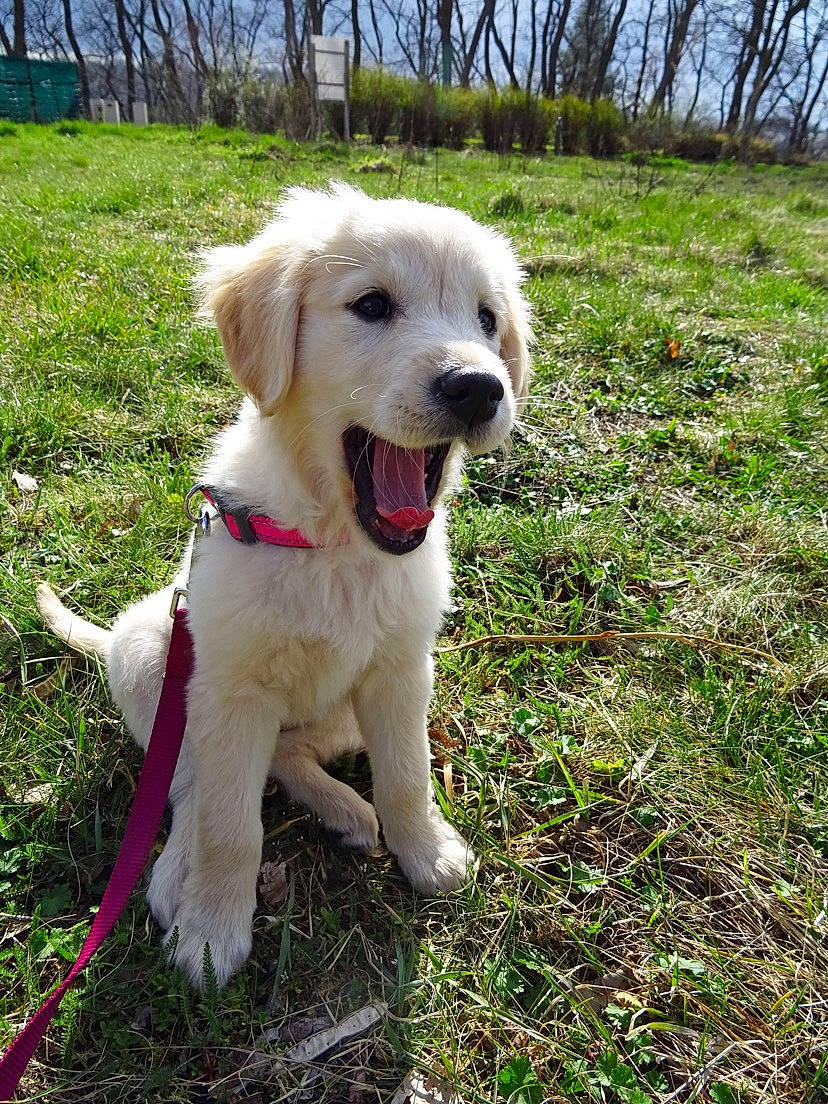 Starlette participe au concours pour gagner de l'argent avec cette photo : carnivore, collar, companion_dog, dog, dog_breed, dog_collar, fawn, grass, labrador_retriever, leash, pet_supply, plant, retriever, sky, snout, sporting_group, tail, tree, water, working_animal