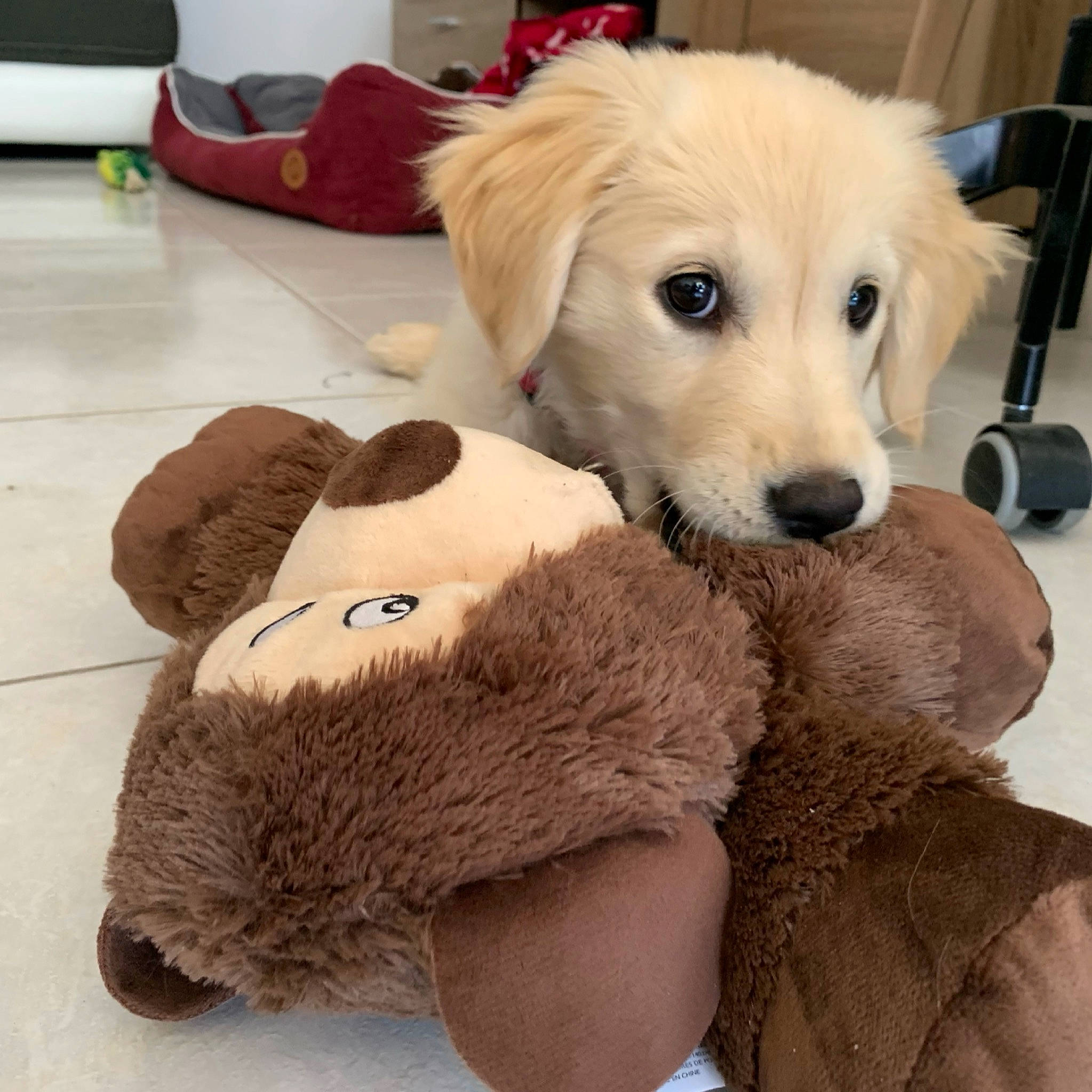 Starlette a rejoint le concours — aidez-le/la à gagner de superbes lots ! carnivore, chair, comfort, companion_dog, dog, dog_breed, dog_supply, ear, fawn, flooring, fur, furniture, plush, puppy_love, retriever, snout, stuffed_toy, tail, toy, working_animal