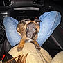 Apollo participe au concours pour gagner de l'argent avec cette photo : puppy, dog, pet, car_interior, jeans, person, lap, sweater, brown_fur, black_fur, seat, seatbelt, cozy, indoor, vehicle, red_stitching, casual_clothing, young_dog, animal, companion