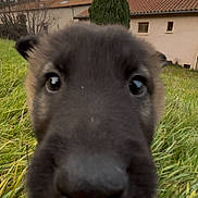 Apollo participe au concours pour gagner de l'argent avec cette photo : puppy, dog, closeup, nose, grass, outdoor, yard, house, sky, cloudy, cute, pet, animal, fur, nose_closeup, young_dog, nature, canine, curious, playful
