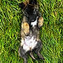 puppy, dog, grass, outdoor, cute, fur, animal, pet, nature, green, laying, young, playful, mammal, adorable, canine, relaxed, summer, daylight, field