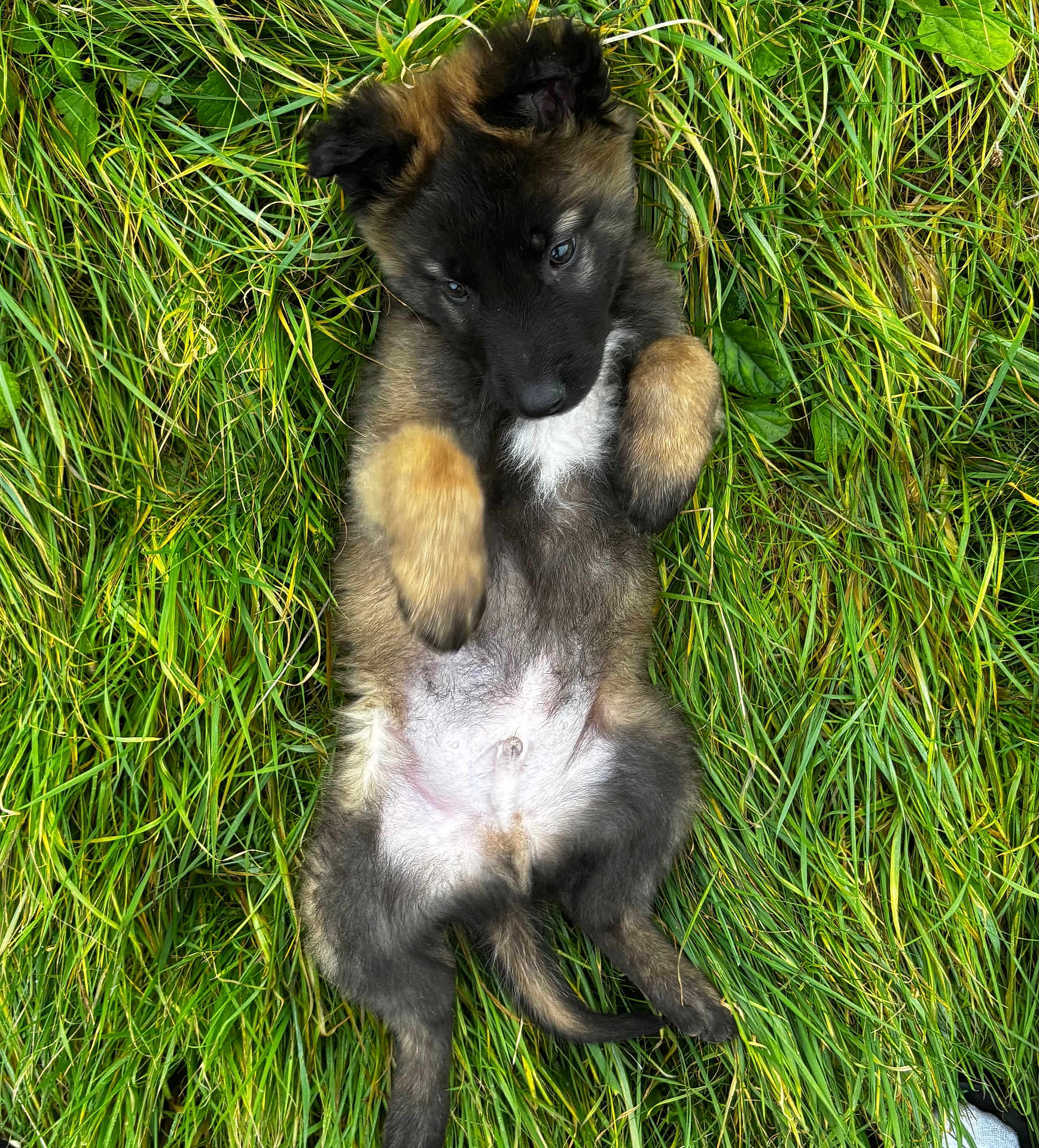 Apollo a rejoint le concours — aidez-le/la à gagner de superbes lots ! puppy, dog, grass, outdoor, cute, fur, animal, pet, nature, green, laying, young, playful, mammal, adorable, canine, relaxed, summer, daylight, field
