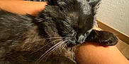 Poppy participe au concours pour gagner de l'argent avec cette photo : black_cat, sleeping, pet, animal, indoor, cushion, arm, resting, feline, cozy, nap, close_up, texture, pattern, relaxation, fur, whiskers, comfort, human, casual