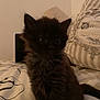 kitten, cat, black_cat, pet, furry, indoor, bed, pillow, blanket, cute, animal, young_cat, fur, whiskers, small, domestic_animal, sitting, cozy, home, mammal