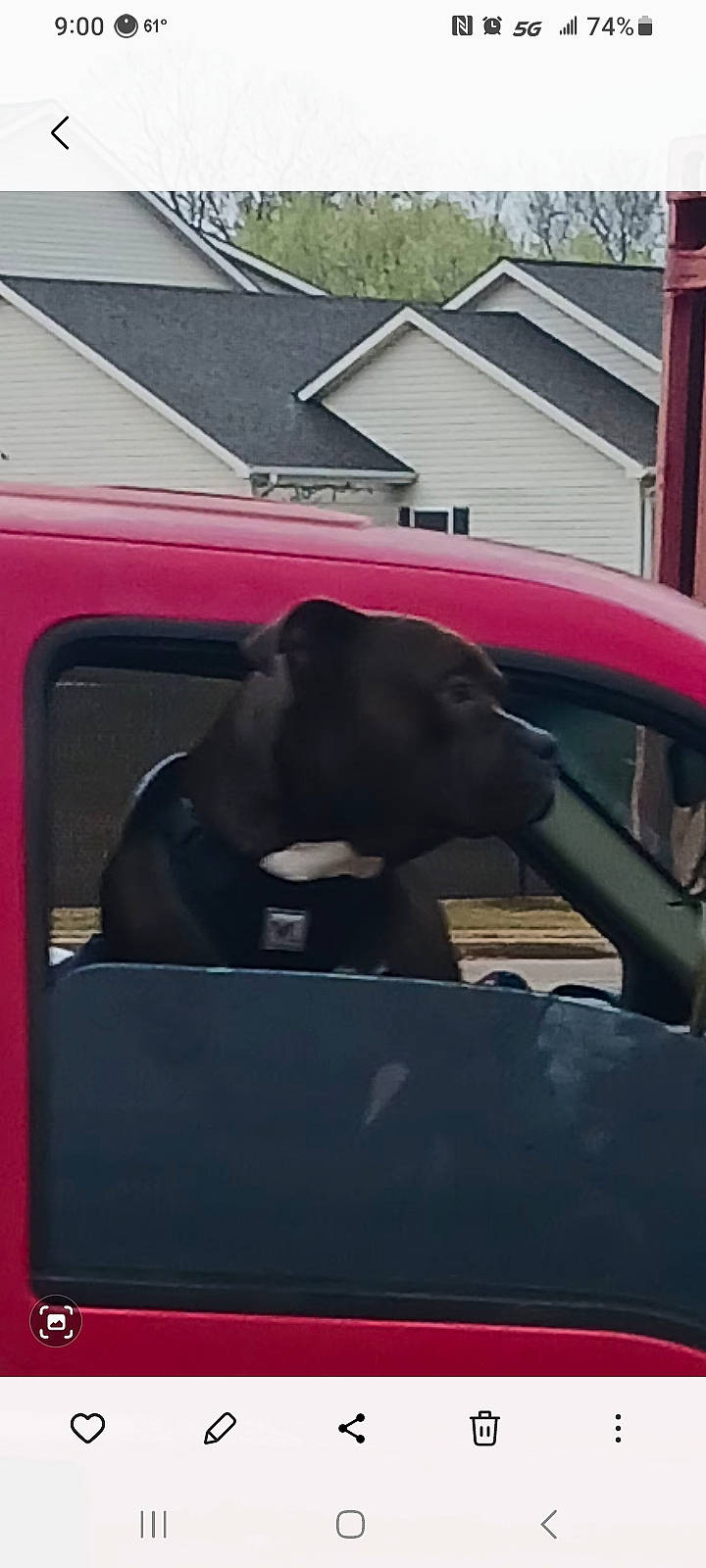 Rowdy Wilson is registered to the contest to win money with this photo: auto_part, automotive_design, automotive_exterior, automotive_window_part, bumper, car, carnivore, companion_dog, dog, dog_breed, hood, luxury_vehicle, magenta, motor_vehicle, snout, sporting_group, terrestrial_animal, vehicle_door, windshield, working_animal