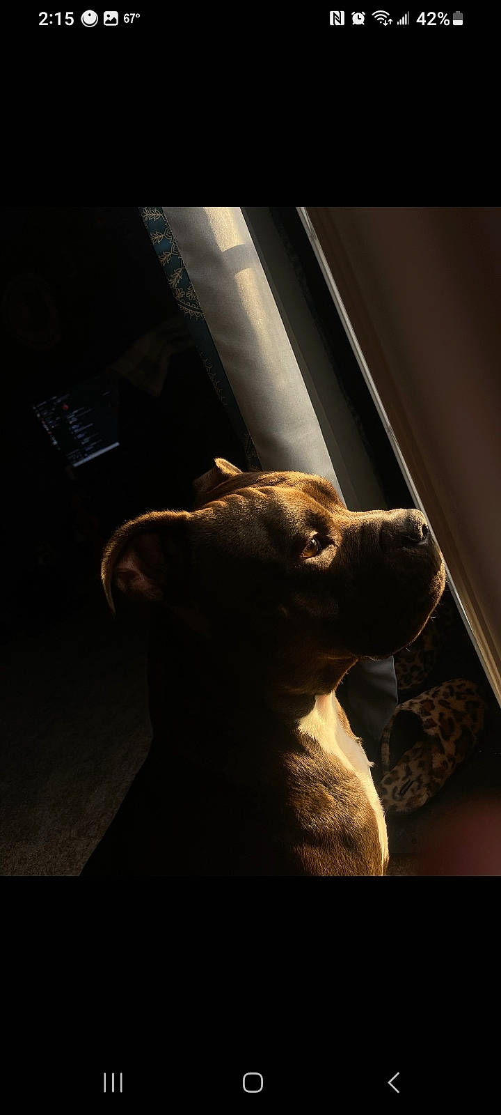 Rowdy Wilson is registered to the contest to win money with this photo: art, canidae, carnivore, companion_dog, darkness, dog, dog_breed, fawn, felidae, fur, sculpture, shadow, snout, sporting_group, terrestrial_animal, tints_and_shades, whiskers, window, wood, working_animal