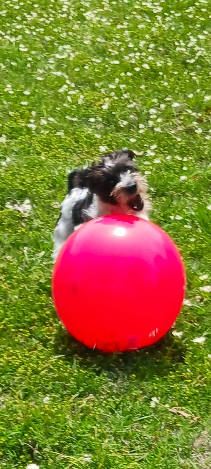 Biscuit Hill is registered to the contest to win money with this photo: ball, canidae, carnivore, christmas_decoration, christmas_ornament, companion_dog, dog, dog_breed, grass, groundcover, magenta, plant, sphere, sporting_group, treibball