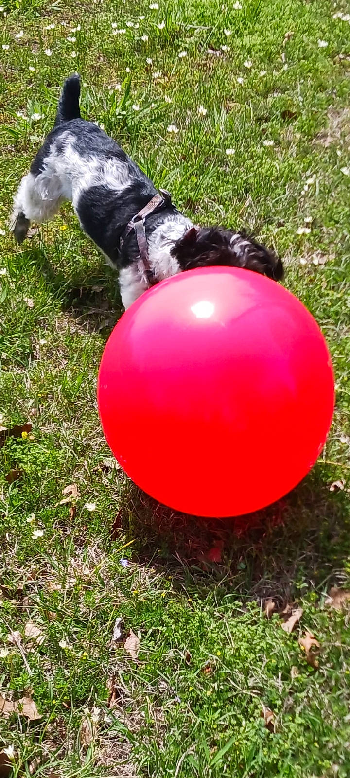 Biscuit Hill is registered to the contest to win money with this photo: ball, carmine, christmas_ornament, companion_dog, dog, dog_breed, event, fun, grass, leisure, magenta, physical_fitness, plant, recreation, sphere, sports_equipment, tail, treibball