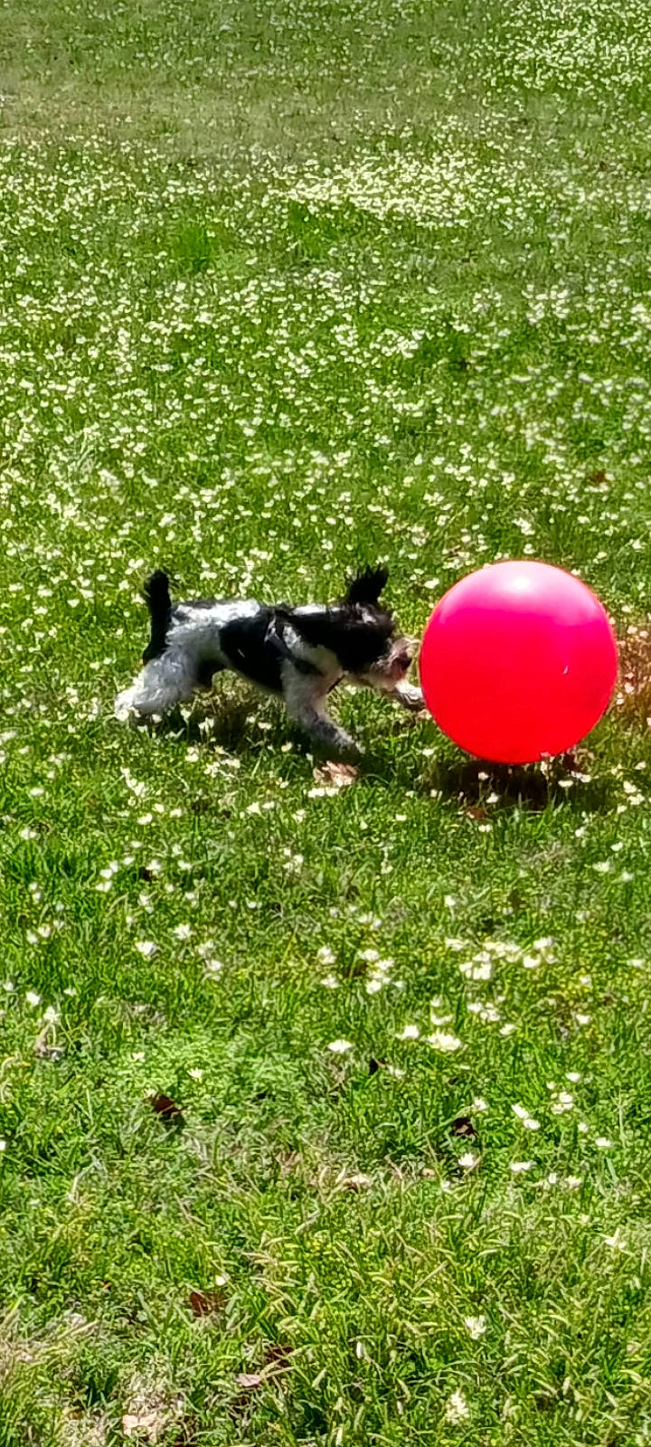 Biscuit Hill joined the competition — help win amazing prizes! ball, canidae, carnivore, companion_dog, dog, dog_breed, dog_toy, grass, groundcover, kong, lawn, plant, recreation, sporting_group, sports_equipment, sports_toy, tail, toy, treibball, working_animal
