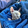 Suede joined the competition — help win amazing prizes! sphynx_cat, cat, hairless_cat, blue_blanket, fleece, pet, animal, green_eyes, cozy, wrapped, texture, car_interior, seat, human_arm, casual, light, close_up, portrait, indoor, cute