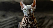 Suede is registered to the contest to win money with this photo: sphynx_cat, cat, green_eyes, hairless_cat, leopard_pattern, pet, animal, indoor, portrait, feline, curious, closeup, soft_light, focused, background_blur, ears, whiskers, sitting, domestic_cat, unique_fur