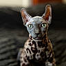 sphynx_cat, cat, green_eyes, hairless_cat, leopard_pattern, pet, animal, indoor, portrait, feline, curious, closeup, soft_light, focused, background_blur, ears, whiskers, sitting, domestic_cat, unique_fur