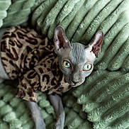 Suede is registered to the contest to win money with this photo: sphynx_cat, cat, hairless_cat, green_eyes, leopard_print, sweater, pet_clothing, plush_blanket, mint_green, textured_blanket, indoor, resting, feline, animal, cute, close_up, portrait, cozy, comfortable, unique_appearance