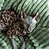 sphynx_cat, cat, hairless_cat, green_eyes, leopard_print, sweater, pet_clothing, plush_blanket, mint_green, textured_blanket, indoor, resting, feline, animal, cute, close_up, portrait, cozy, comfortable, unique_appearance