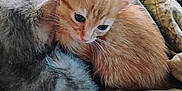 Nala joined the competition — help win amazing prizes! kitten, cat, orange_cat, gray_cat, fur, pet, animal, snuggle, quilt, blanket, cozy, cute, whiskers, ears, sleepy, domestic_animal, young, resting, indoor, companion