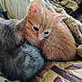 kitten, cat, orange_cat, gray_cat, fur, pet, animal, snuggle, quilt, blanket, cozy, cute, whiskers, ears, sleepy, domestic_animal, young, resting, indoor, companion