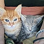 Nala is registered to the contest to win money with this photo: kitten, cat, orange_cat, gray_cat, pet, animal, cute, sleeping, awake, close_up, furry, whiskers, ears, person, arms, bracelet, blanket, resting, indoor, cozy