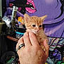 Nala joined the competition — help win amazing prizes! kitten, hand, rings, orange_cat, indoor, mural, face_art, clutter, table, container, plastic_bottle, colorful_background, person_hand, pet, feline, small_cat, closeup, domestic_animal, young_animal, holding