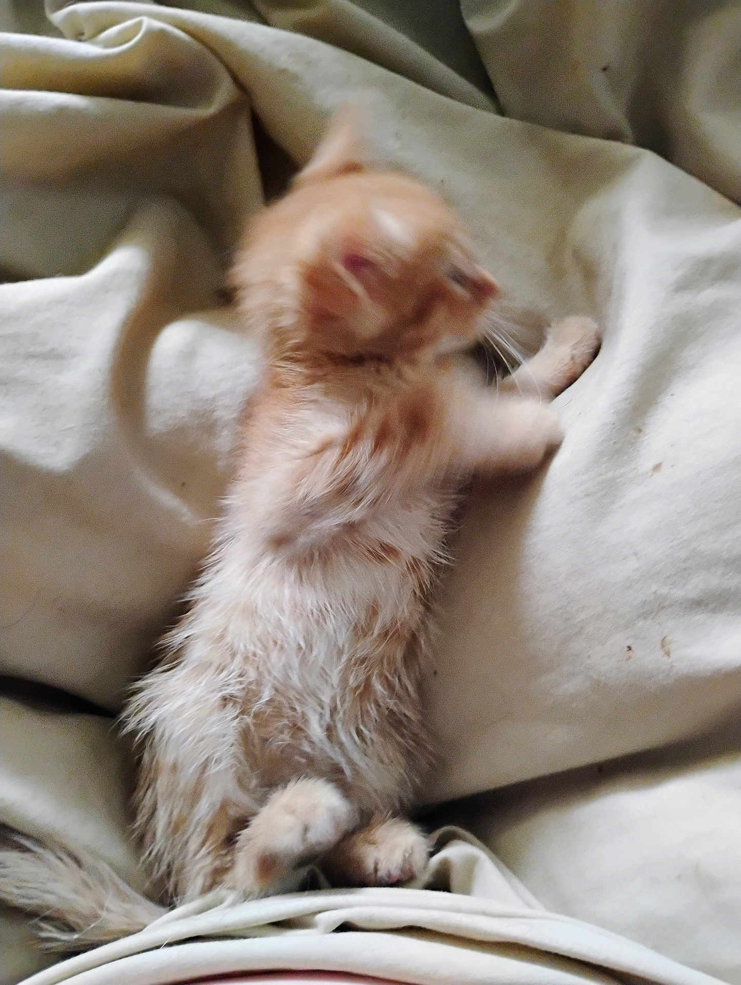 Nala joined the competition — help win amazing prizes! kitten, cat, orange_cat, furry, young_animal, lying_down, blanket, soft_texture, indoor, pet, cute, small, animal, sleepy, resting, whiskers, paw, tail, feline, fur