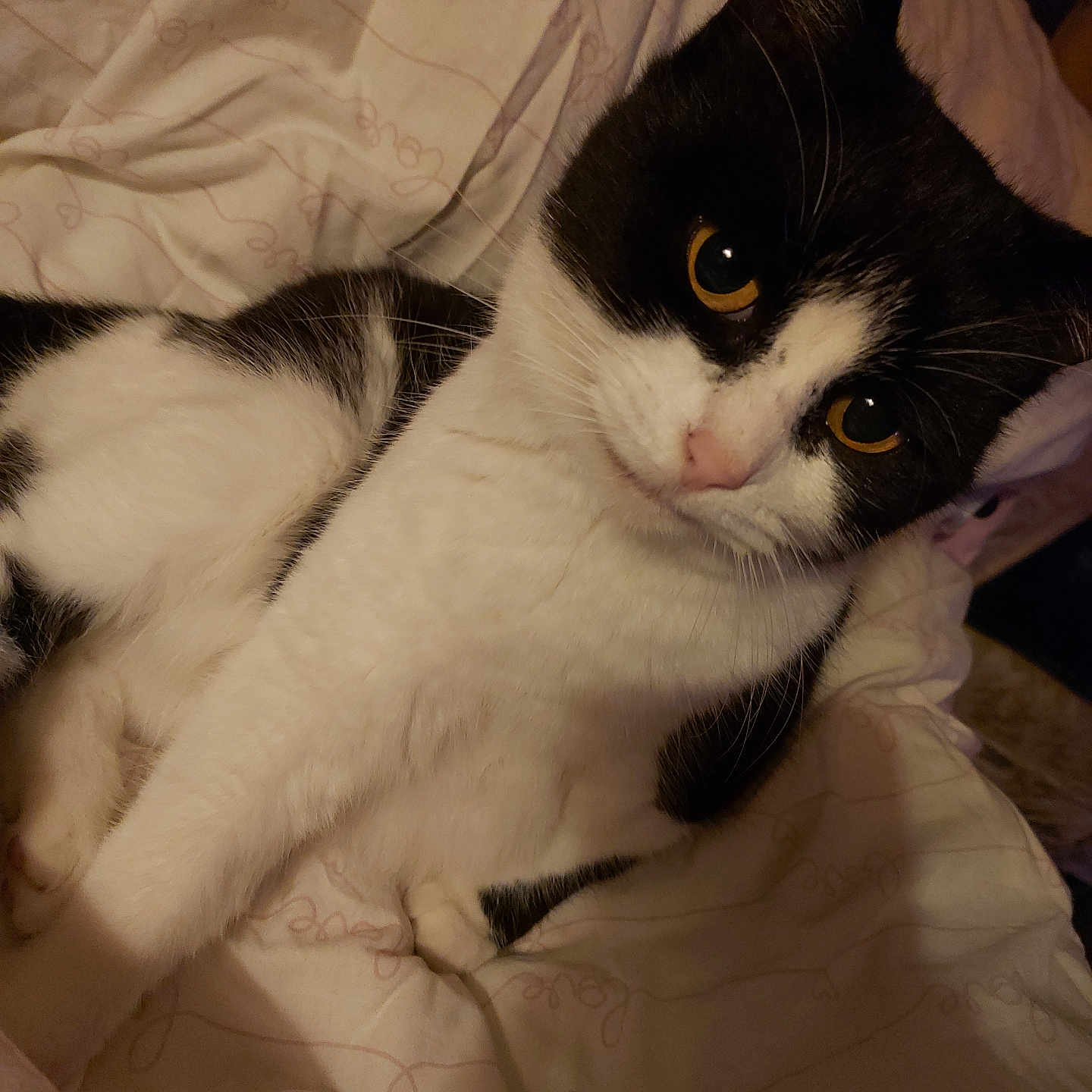 Milka participe au concours pour gagner de l'argent avec cette photo : abyssinian, animal, armchair, bed, bedroom, blanket, cat, couch, furniture, hardwood, homedecor, indoors, kitten, linen, manx, pet, quilt, room, siamese, wood