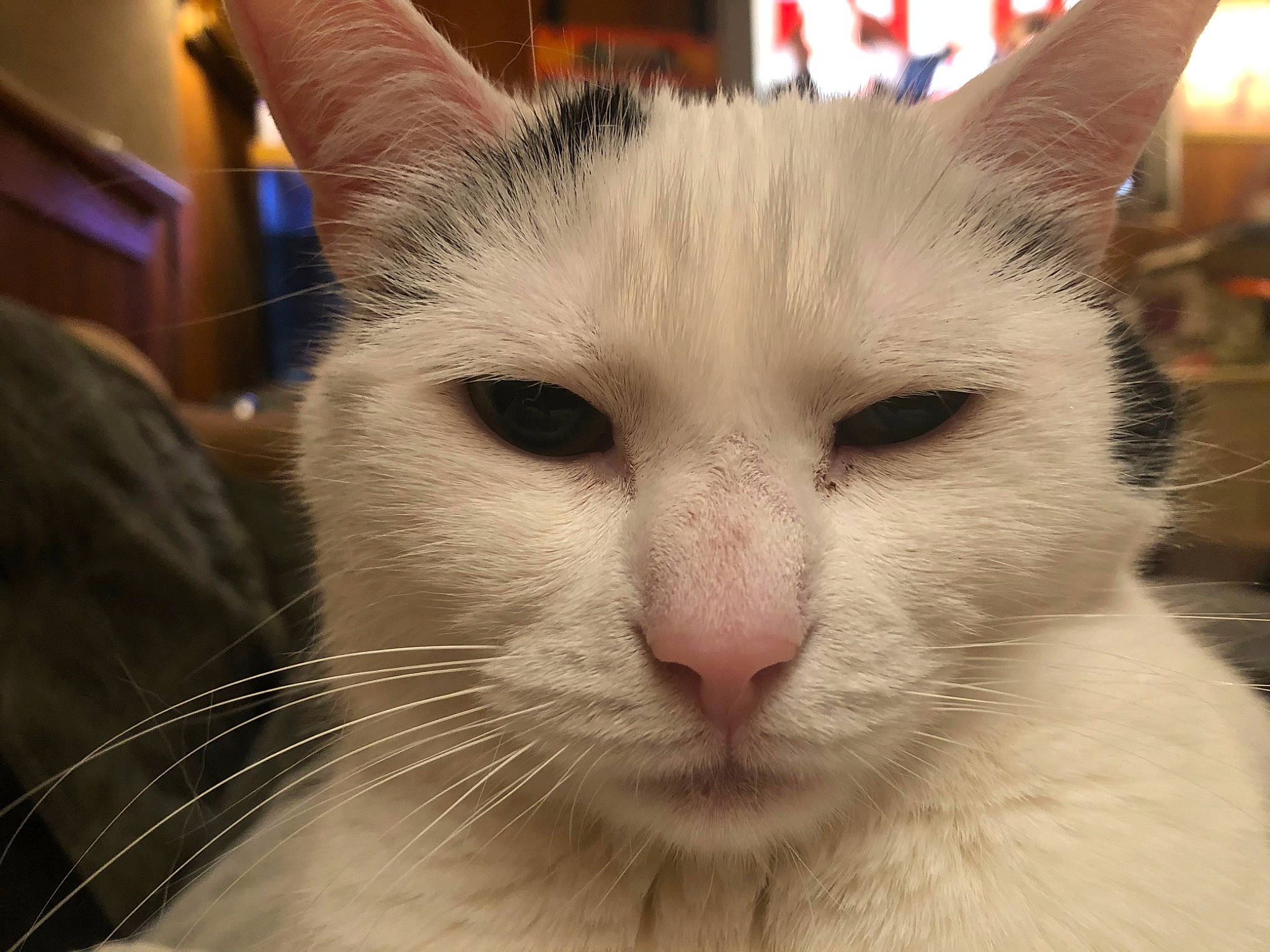 Avalanche is registered to the contest to win money with this photo: aegean_cat, carnivore, cat, close_up, domestic_long_haired_cat, ear, eye, felidae, fur, head, javanese, khao_manee, mammal, nose, small_to_medium_sized_cats, snout, turkish_angora, turkish_van, vertebrate, whiskers