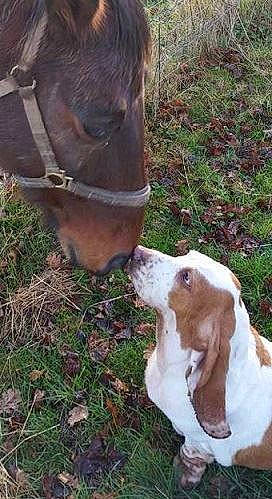 Nounours participe au concours pour gagner de l'argent avec cette photo : basset_hound, canidae, cow_goat_family, dog, dog_breed, goat, goats, mammal, snout, vertebrate