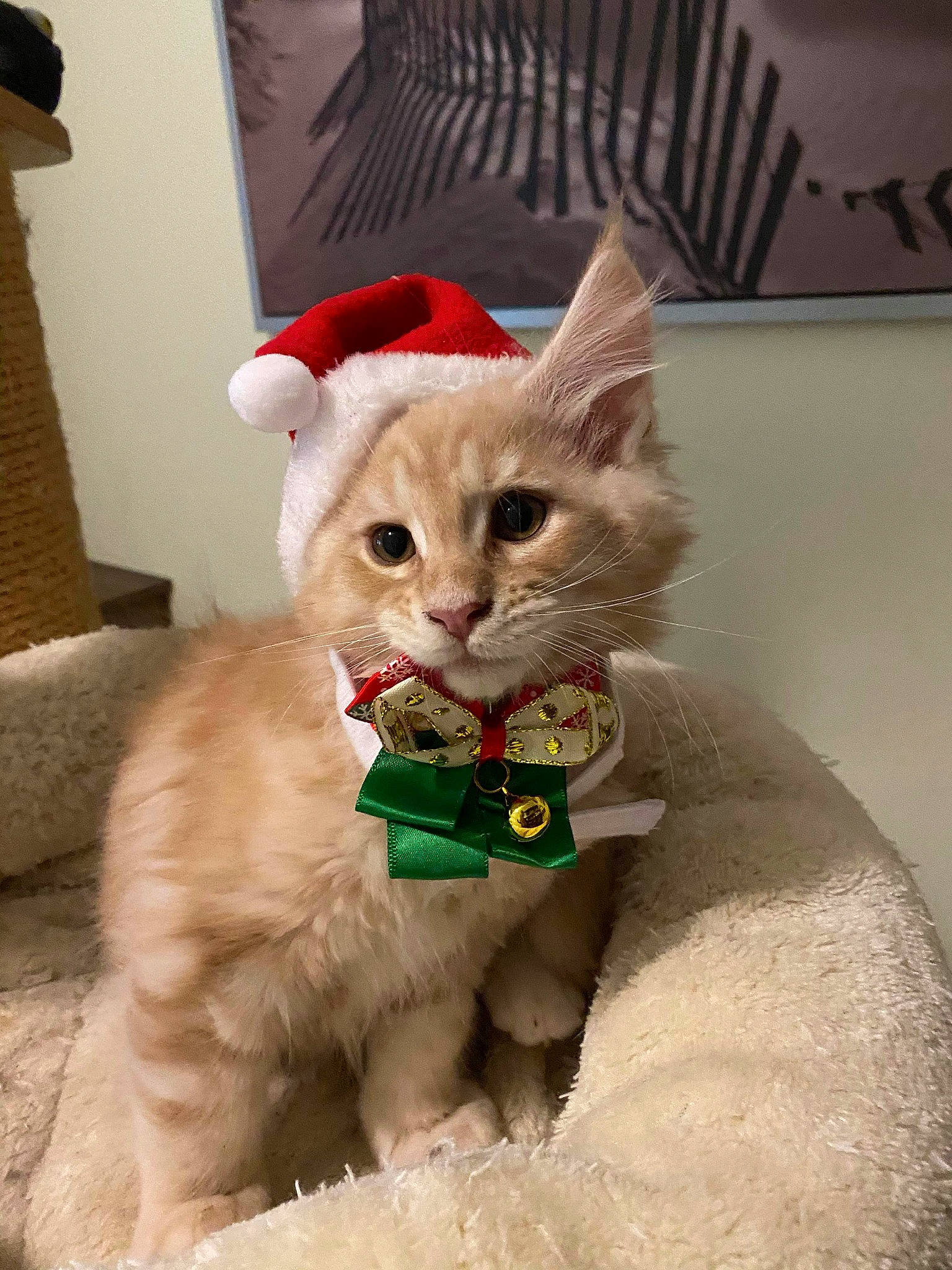 Rominet participe au concours pour gagner de l'argent avec cette photo : carnivore, cat, christmas, collar, curious, felidae, fur, pet_supply, small_to_medium_sized_cats, snout, vertebrate, whiskers