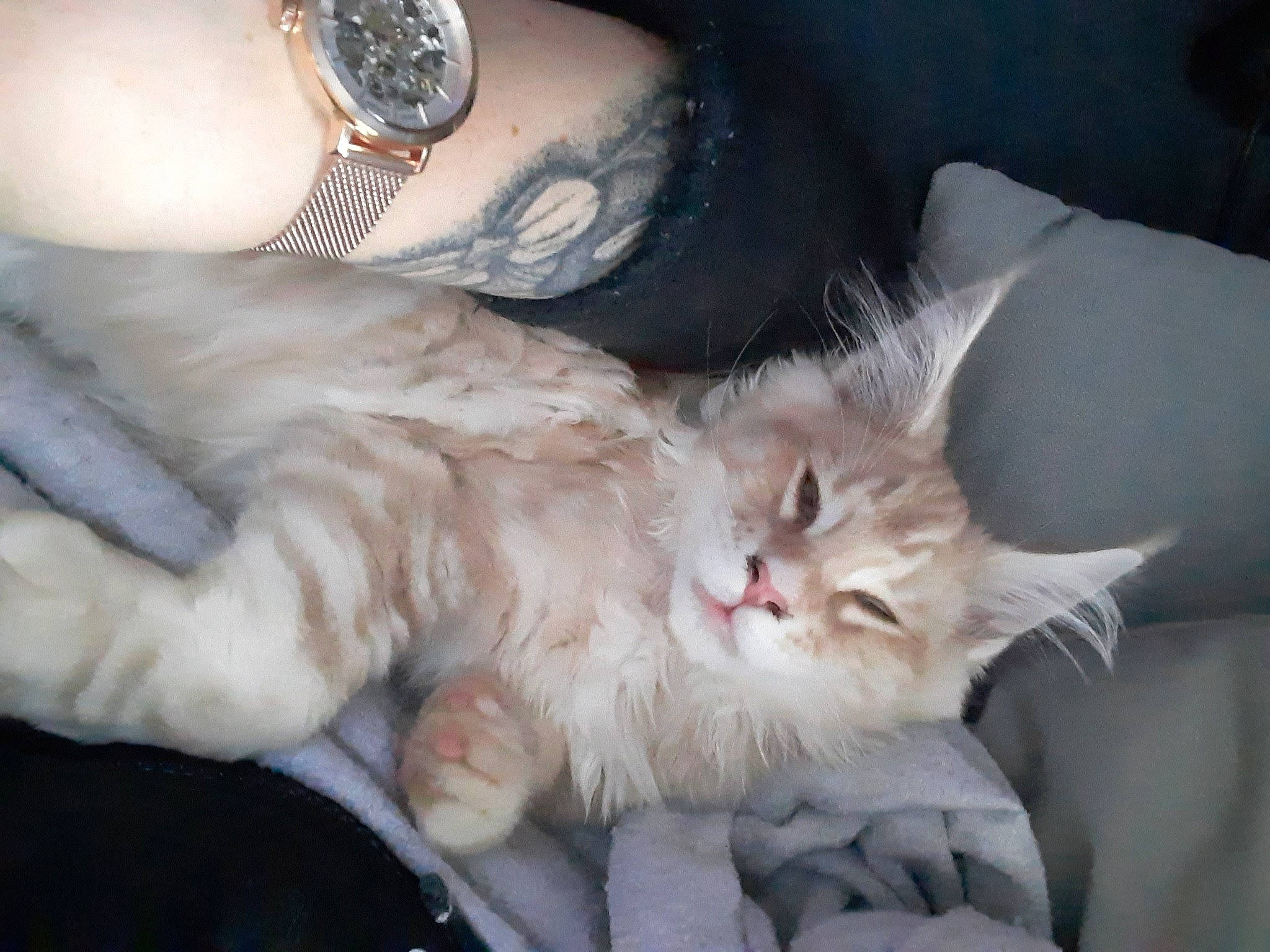 Rominet participe au concours pour gagner de l'argent avec cette photo : carnivore, cat, claw, comfort, felidae, fur, paw, silver, small_to_medium_sized_cats, snout, vertebrate, whiskers