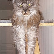 Shelby participe au concours pour gagner de l'argent avec cette photo : animal, cat, door, ears, expression, feline, fluffy, fur, gray_cat, home, indoor, legs, long_fur, looking, perched, pet, stretching, wall, wooden_platform, yellow_eyes