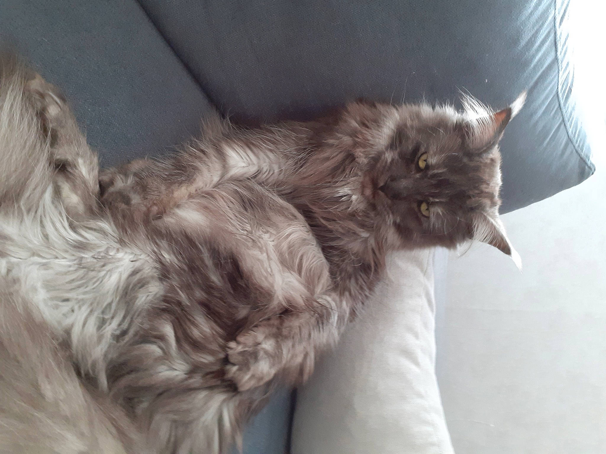 Shelby a rejoint le concours — aidez-le/la à gagner de superbes lots ! british_longhair, carnivore, cat, claw, comfort, dog_breed, ear, fawn, felidae, fur, grey, liver, natural_material, paw, small_to_medium_sized_cats, snout, tail, terrestrial_animal, whiskers, window