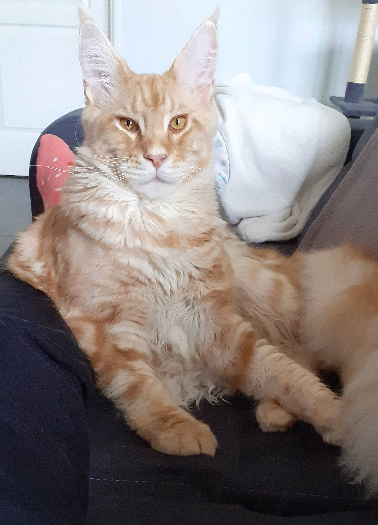 Rominet participe au concours pour gagner de l'argent avec cette photo : carnivore, cat, claw, comfort, domestic_short_haired_cat, ear, fawn, felidae, fur, paw, sitting, small_to_medium_sized_cats, tail, whiskers, window