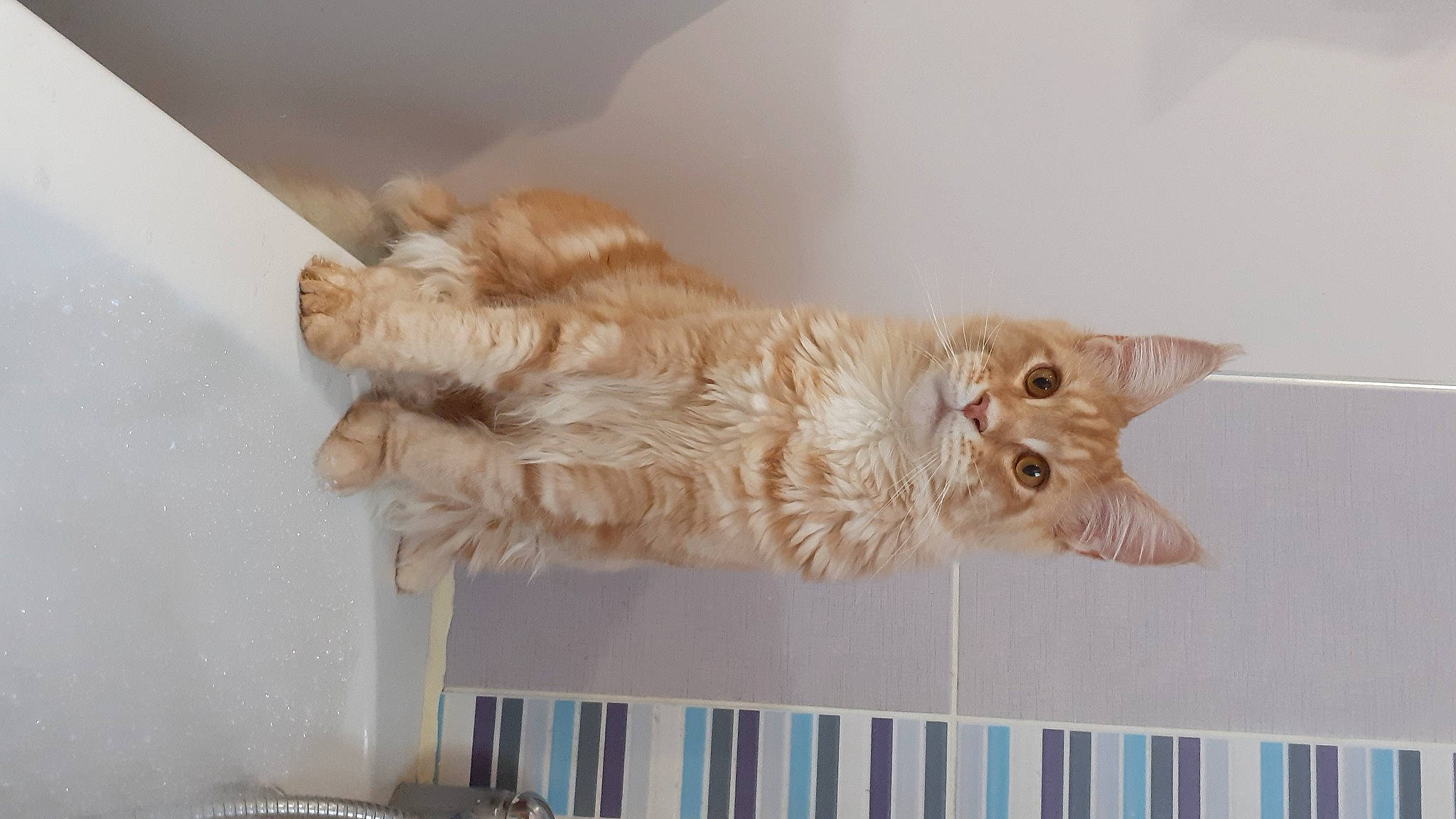 Rominet a rejoint le concours — aidez-le/la à gagner de superbes lots ! carnivore, cat, claw, curtain, domestic_short_haired_cat, fawn, felidae, fur, paw, peach, room, small_to_medium_sized_cats, snout, tail, whiskers, wood