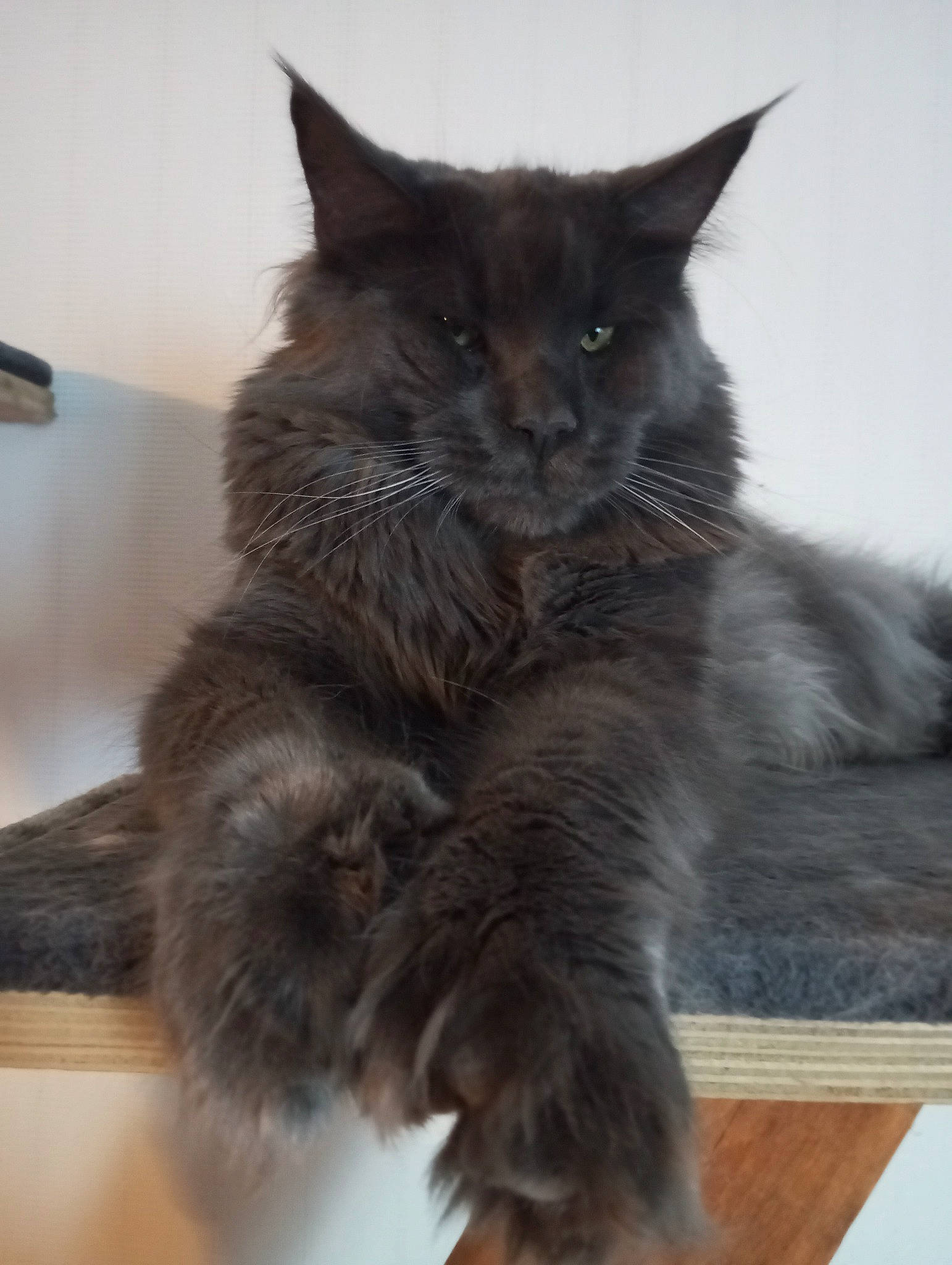 Tu Amor a rejoint le concours — aidez-le/la à gagner de superbes lots ! black_cat, british_longhair, carnivore, cat, claw, comfort, domestic_short_haired_cat, felidae, flooring, fur, grey, hardwood, paw, small_to_medium_sized_cats, snout, tail, terrestrial_animal, whiskers