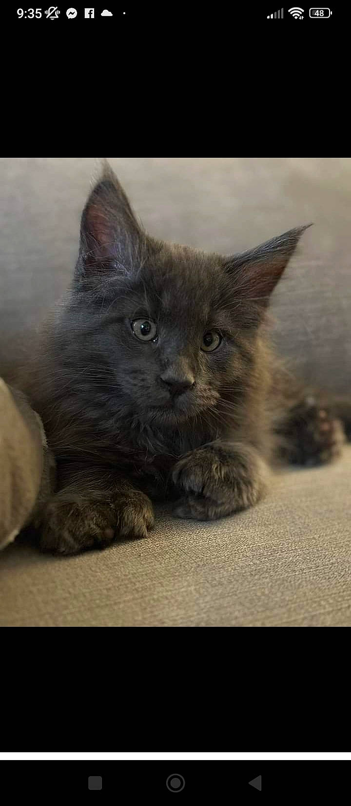 Tu Amor participe au concours pour gagner de l'argent avec cette photo : carnivore, cat, claw, domestic_short_haired_cat, felidae, fur, grey, russian_blue, small_to_medium_sized_cats, snout, tail, terrestrial_animal, whiskers