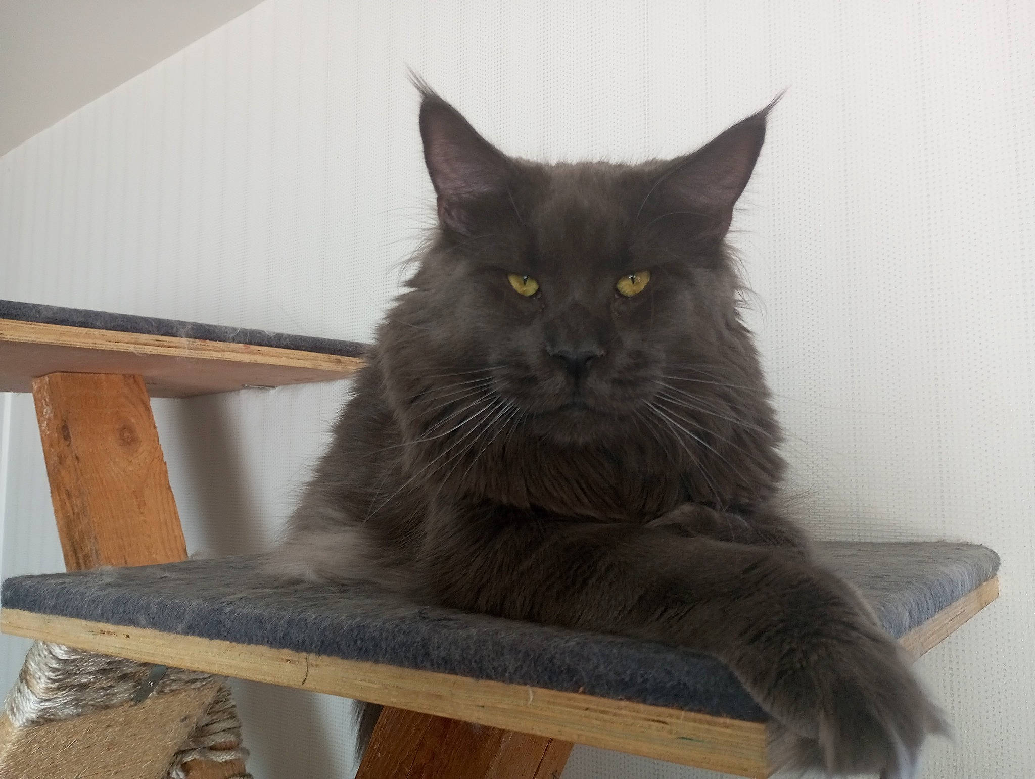 Tu Amor a rejoint le concours — aidez-le/la à gagner de superbes lots ! bench, black_cat, carnivore, cat, chartreux, domestic_short_haired_cat, felidae, fur, grey, hardwood, plywood, rectangle, small_to_medium_sized_cats, table, tail, whiskers, wood, wood_stain