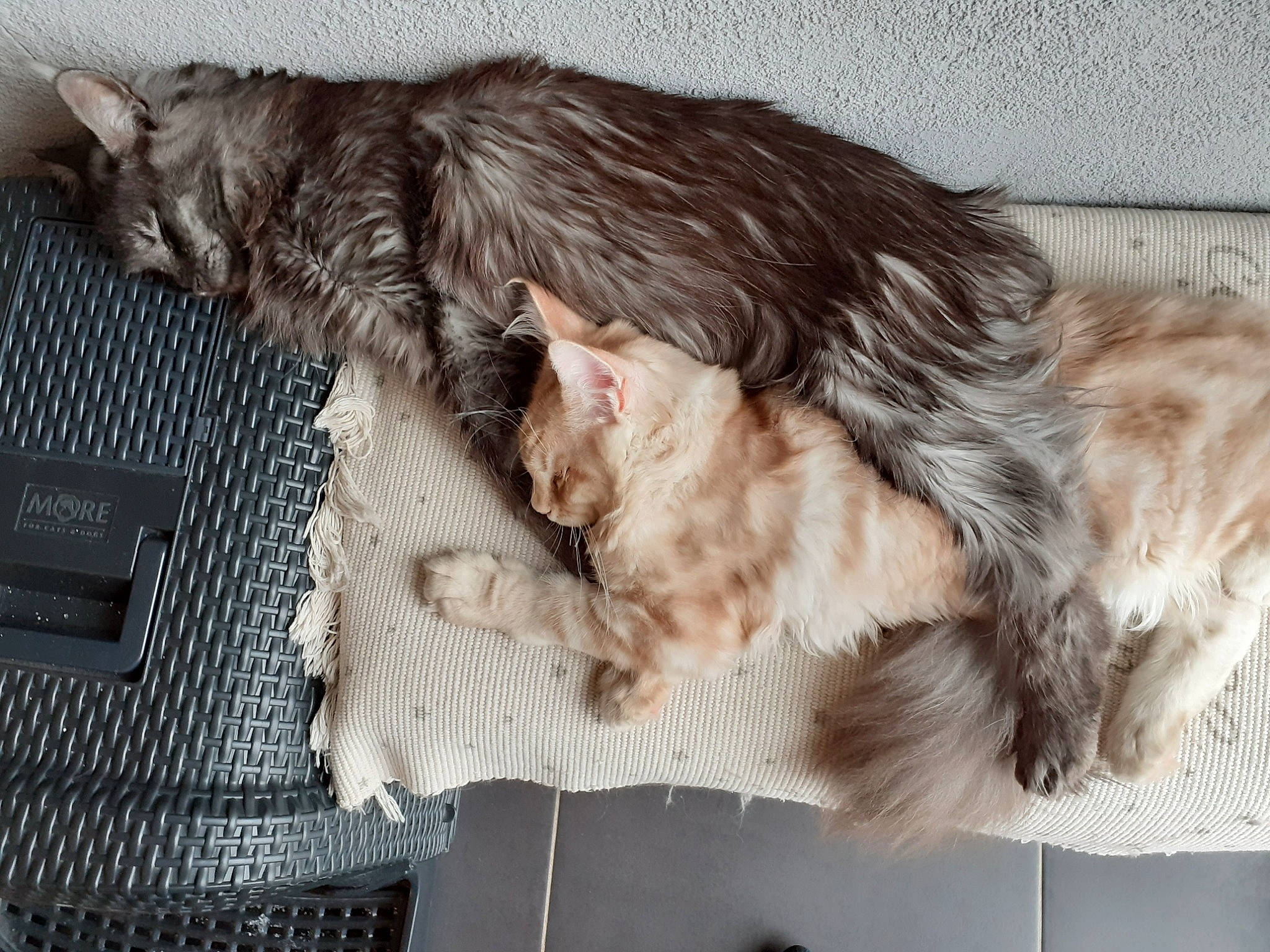 Shelby a rejoint le concours — aidez-le/la à gagner de superbes lots ! canidae, carnivore, cat, claw, comfort, companion_dog, dog_breed, felidae, fur, liver, nap, paw, small_to_medium_sized_cats, snout, sporting_group, tail, terrestrial_animal, whiskers