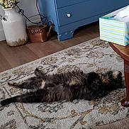 Bella joined the competition — help win amazing prizes! cat, fluffy, lying_down, rug, indoor, blue_dresser, flower_vase, tissue_box, wooden_table, floor, relaxed, furniture, home, decor, pet, animal, cozy, screenshot, phone_interface, living_room