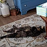 animal, blue_dresser, cat, cozy, decor, floor, flower_vase, fluffy, furniture, home, indoor, living_room, lying_down, pet, phone_interface, relaxed, rug, screenshot, tissue_box, wooden_table