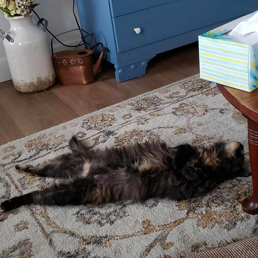 Bella joined the competition — help win amazing prizes! cat, fluffy, lying_down, rug, indoor, blue_dresser, flower_vase, tissue_box, wooden_table, floor, relaxed, furniture, home, decor, pet, animal, cozy, screenshot, phone_interface, living_room